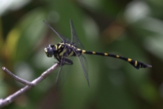 Rapacious Flangetail (Ictinogomphus rapax). Photograph by Shanelle Wikramanayake